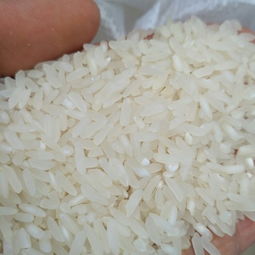長粒香大米 一等品 綠色食品 晚稻 學校,工廠 家庭用米批發供應 長粒香大米 一等品 綠色食品 晚稻 學校,工廠 家庭用米價格行情 長粒香大米 一等品 綠色食品